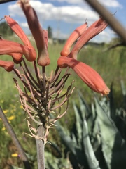 Aloe greatheadii