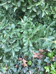 Angiospermae