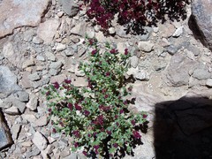 Cistanthe celosioides