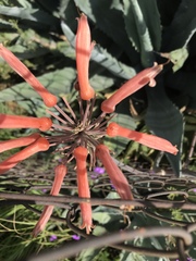 Aloe greatheadii