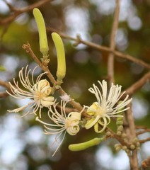 Alangium salviifolium