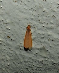 Tenuirostritermes