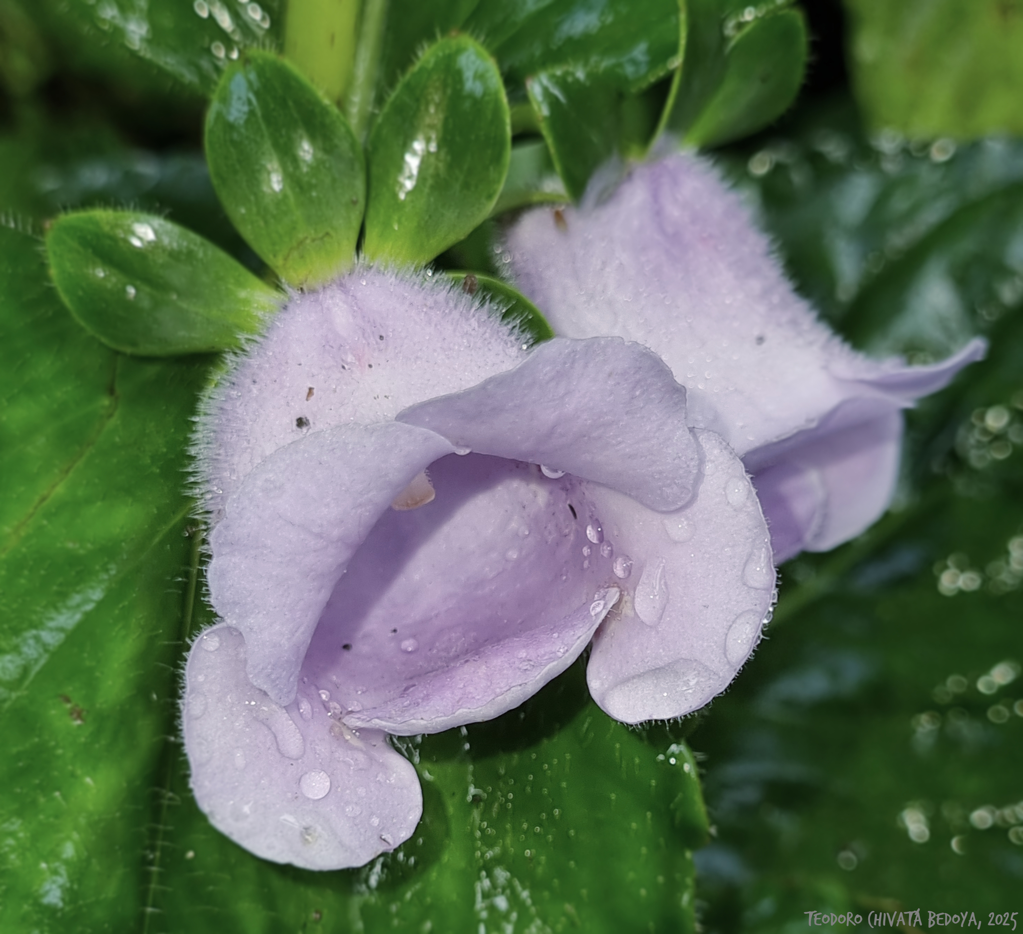Canterbury Bells (Gloxinia perennis)