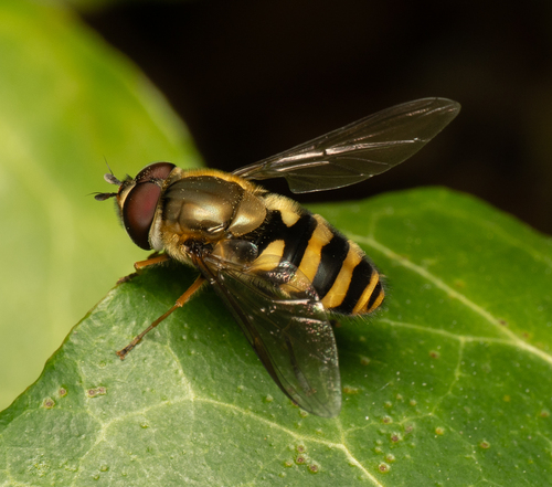 Unknown species found near Anderson County, TN, USA