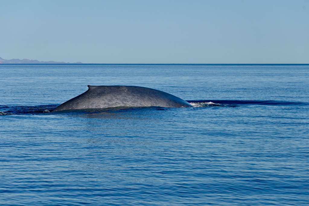 Blue whale surfacing with small dorsal fin visible