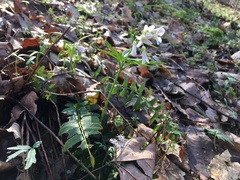 Cardamine concatenata
