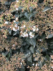 Viburnum tinus