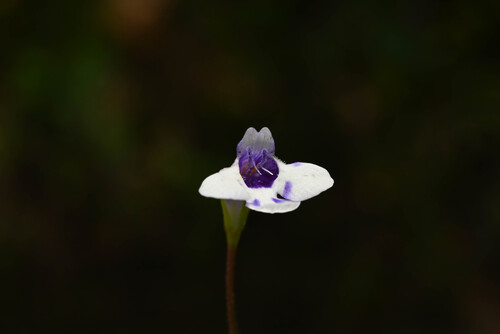 Savannah False Pimpernel (Lindernia grandiflora)