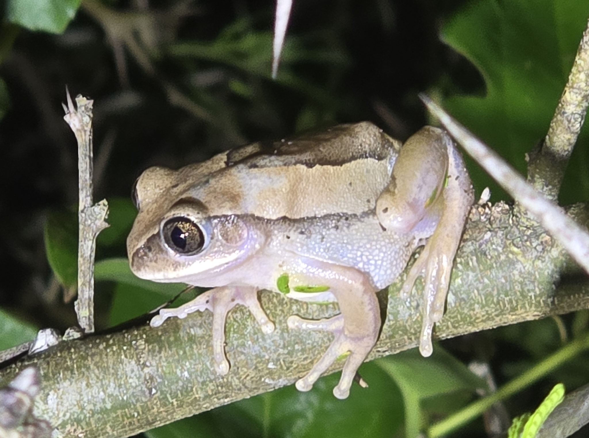Leptopelis mossambicus Poynton, 1985