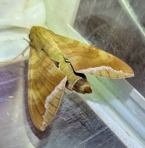 Comma Nephele