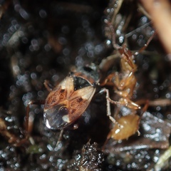 Eremocoris abietis