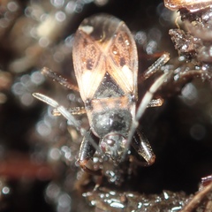 Eremocoris abietis