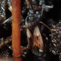Eremocoris abietis