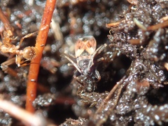 Eremocoris abietis