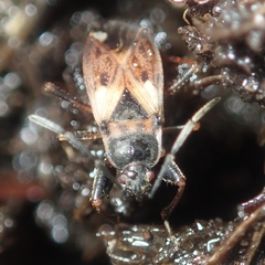Eremocoris abietis