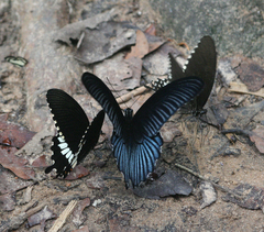 Papilio polytes romulus