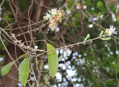 Alangium salviifolium
