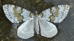 Entephria infidaria