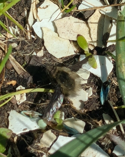 Unknown species found near Kauffman & 19th St, Vancouver, WA 98660, USA