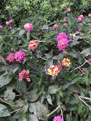 Lantana