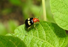 Gynandrobrotica lepida