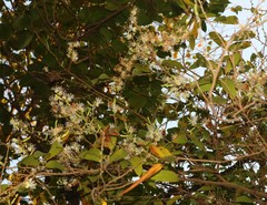 Alangium salviifolium