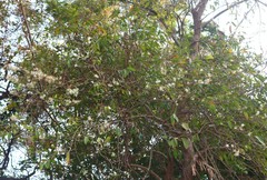 Alangium salviifolium