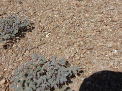 Hoffmannseggia doellii