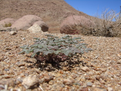 Hoffmannseggia doellii