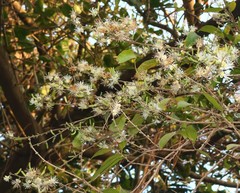 Alangium salviifolium