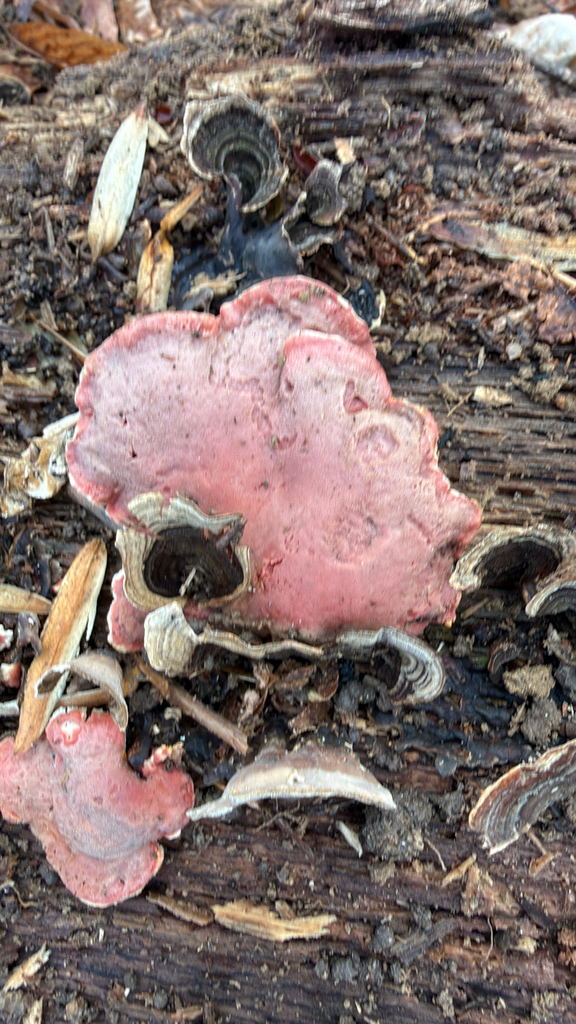 Phlebia incarnata · February 2026 · photo: © htbolton (iNaturalist, cc0)