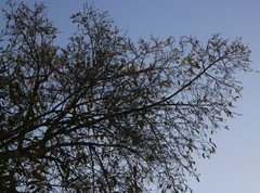 Alangium salviifolium