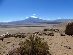 Parastrephia lepidophylla