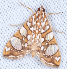 Glyphodes sibillalis
