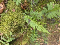 Polypodium × mantoniae, photograph Matthew Flood, CC BY, iNaturalist via GBIF