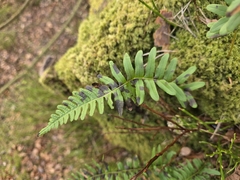 Polypodium × mantoniae, photograph Matthew Flood, CC BY, iNaturalist via GBIF