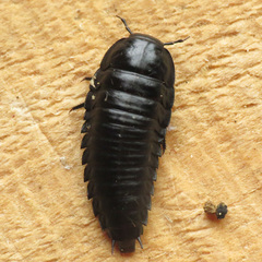 Silphidae