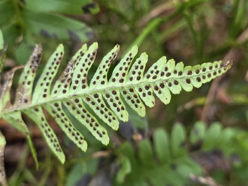 Polypodium × mantoniae, photograph 4