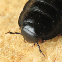 Silphidae