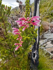 Erica perspicua perspicua