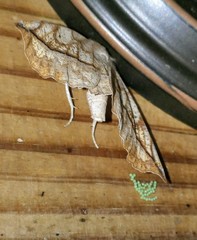 Eutrapela clemataria