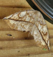 Eutrapela clemataria