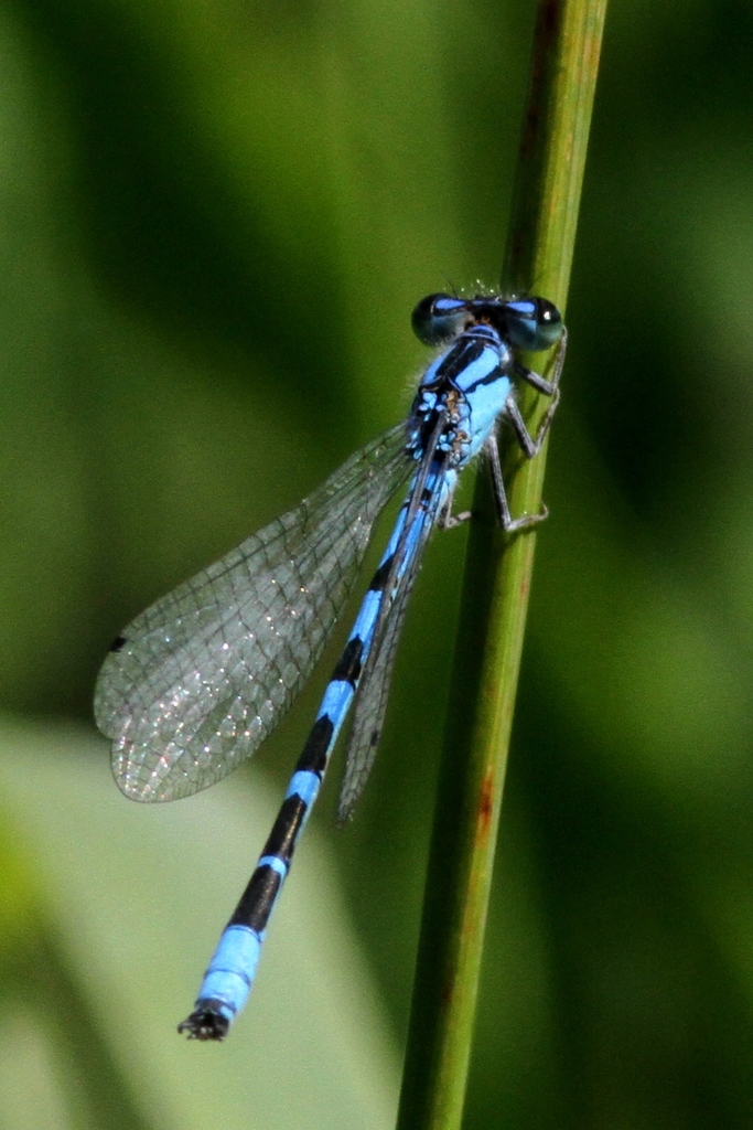 River Bluet