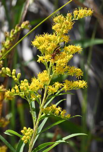 Leavenworth's goldenrod (Solidago leavenworthii)