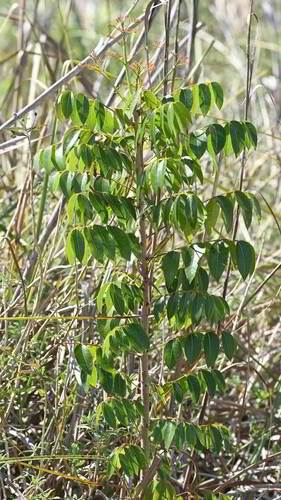 Poisonwood (Metopium toxiferum)