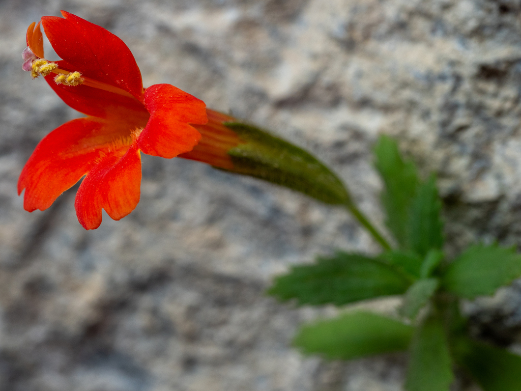 Erythranthe rupestris