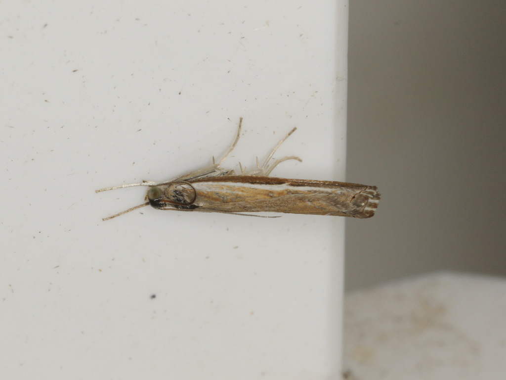 Ptochostola microphaeellus