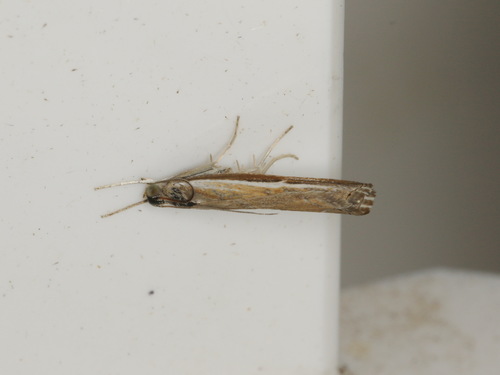 Ptochostola microphaeellus
