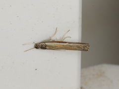 Ptochostola microphaeellus