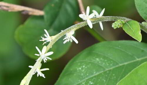 Petiveria (Petiveria alliacea)